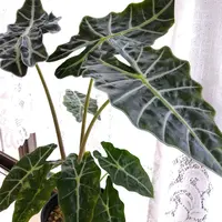 アロカシアの育て方・栽培方法｜植物図鑑｜みんなの趣味の園芸（NHK出版）