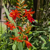 ヒメヒオウギの仲間の写真｜植物図鑑｜みんなの趣味の園芸