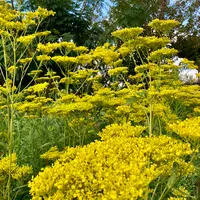 オミナエシの種類（原種、品種）｜植物図鑑｜みんなの趣味の園芸