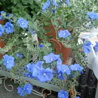 エボルブルス（アメリカンブルー）とは｜育て方がわかる植物図鑑