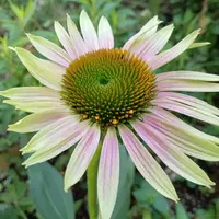 エキナセアページ‼️ エキナセア 『グリーンツイスター』 | すべての商品 | | Junk