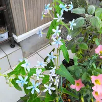 江尻先生ありがとうございました。（訃報）｜園芸日記by金子 明