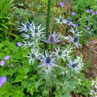 エリンジウムの珍しい種類、主な種とおすすめの園芸品種の紹介