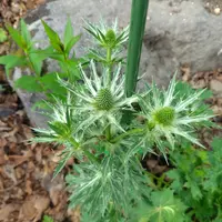 大切な人へのギフト探し エリンジウム（エリンジューム）とは｜育て方がわかる植物図鑑 花