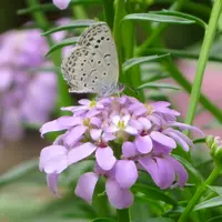 イベリスとは｜育て方がわかる植物図鑑｜みんなの趣味の園芸（NHK出版）