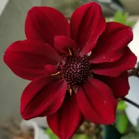 Rhynchonopsis　ドラゴンチャーミー RhynchonopsisDragonCharmy｜園芸日記byuchiyama｜みんなの趣味