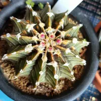 ギムノカリキウム'デイドリーム'の基本情報・育て方｜多肉植物