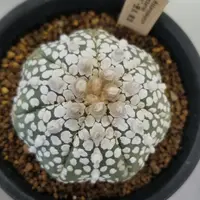 アストロフィツム鸞鳳玉（ランポー玉）の基本情報・育て方｜多肉植物
