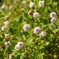 ヒメイワダレソウ（リッピア）の育て方・栽培方法｜植物図鑑｜みんなの