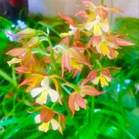 エビネ（夏咲き）とは｜育て方がわかる植物図鑑｜みんなの趣味の園芸