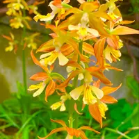 エビネ（夏咲き）とは｜育て方がわかる植物図鑑｜みんなの趣味の園芸