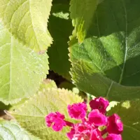 紫陽花きらきら星｜園芸日記byはる桜｜みんなの趣味の園芸｜1213299