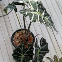 アロカシアの育て方・栽培方法｜植物図鑑｜みんなの趣味の園芸（NHK出版）