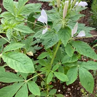 西山喬先生のこと〔写真2枚目〕-京都府立植物園さんの日記｜みんなの