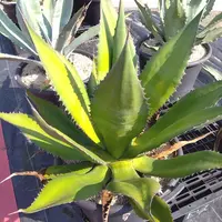 キンメちゃんアトミックゴールド　雷帝錦 y-bonsai_s10344v