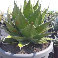アガベシリーズ・アガベ属・姫乱れ雪モンストローサinわけけのお店 アガベシリーズ・アガベ属・姫乱れ雪モンストローサinわけけのお