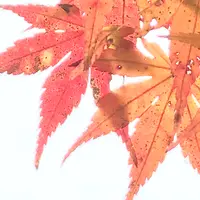 接ぎ木 3種 モミジ類 カエデ属 希少 ガーデニング 紅葉 接ぎ木 3種 モミジ類 カエデ属 希少 ガーデニング 紅葉 花木