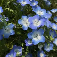 ネモフィラの種類（原種、品種）｜植物図鑑｜みんなの趣味の園芸
