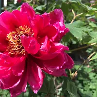 ボタンの種類（原種、品種）｜植物図鑑｜みんなの趣味の園芸