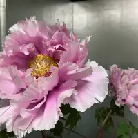 牡丹名鑑 （350種以上にのぼる品種を写真で解説） 牡丹名鑑 （350種以上にのぼる品種を写真で解説）