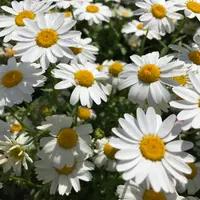 ノースポール（クリサンセマム）とは｜育て方がわかる植物図鑑