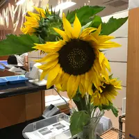 ヒマワリの種類（原種、品種）｜植物図鑑｜みんなの趣味の園芸（NHK出版）