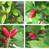 ミラクルフルーツとは｜育て方がわかる植物図鑑｜みんなの趣味の園芸
