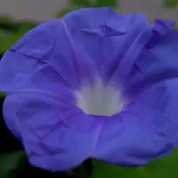 マルバストラム   確認用です（╹◡╹）♡ マルバストラムとは｜育て方がわかる植物図鑑｜みんなの趣味の