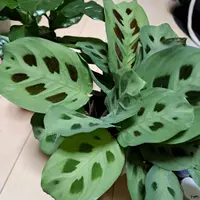 マランタの種類（原種、品種）｜植物図鑑｜みんなの趣味の園芸（NHK出版）