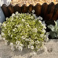 アリッサムの写真｜植物図鑑｜みんなの趣味の園芸