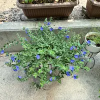 エボルブルス（アメリカンブルー）の種類（原種、品種）｜植物図鑑