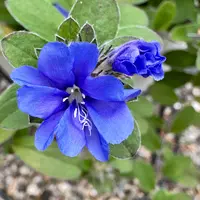 アメリカンブルー様 園芸ネット本店｜エボルブルス：アメリカンブルー3号ポット* 3株セット