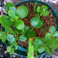 Apple - からんこえ  カランコエ | オザキフラワーパーク