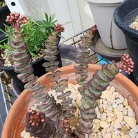 クラッスラ舞乙女の基本情報・育て方｜多肉植物・サボテン図鑑
