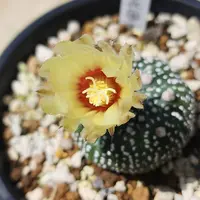 アストロフィツム鸞鳳玉（ランポー玉）の基本情報・育て方｜多肉植物