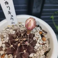 ギムノカリキウム'デイドリーム'の基本情報・育て方｜多肉植物