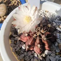 ギムノカリキウム'デイドリーム'の基本情報・育て方｜多肉植物