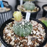 アストロフィツム鸞鳳玉（ランポー玉）の基本情報・育て方｜多肉植物