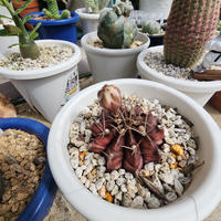 ギムノカリキウム'デイドリーム'の基本情報・育て方｜多肉植物