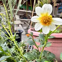 ダリアとは｜育て方がわかる植物図鑑｜みんなの趣味の園芸（NHK