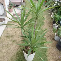 ハジポン様　ユッカ ハジポン様 ユッカ ハジポン様 ユッカ ユッカ(Yucca)【かぎけんWEB】