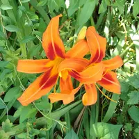 ヘメロカリス(５種類) ヘメロカリスの種類（原種、品種）｜植物図鑑｜みんなの趣味の