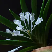 Rhynchonopsis　ドラゴンチャーミー RhynchonopsisDragonCharmy｜園芸日記byuchiyama｜みんなの趣味