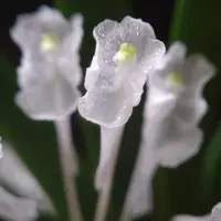 Rhynchonopsis　ドラゴンチャーミー RhynchonopsisDragonCharmy｜園芸日記byuchiyama｜みんなの趣味