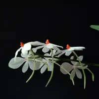 エランギスとは｜育て方がわかる植物図鑑｜みんなの趣味の園芸（NHK出版）
