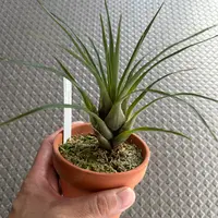 フリーセアの種類（原種、品種）｜植物図鑑｜みんなの趣味の園芸（NHK