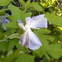 チランジアザ・パーフェクト・ブレンド｜園芸日記by常葉植物園