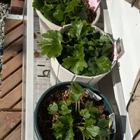 アチャチャイル(ボリビアンマンゴスチン)｜園芸日記by時を越える猫