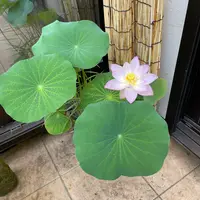 ハスの育て方・栽培方法｜植物図鑑｜みんなの趣味の園芸（NHK出版）