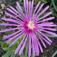 松葉菊いっぱい♪ マツバギク（松葉菊）とは｜育て方がわかる植物図鑑｜みんなの